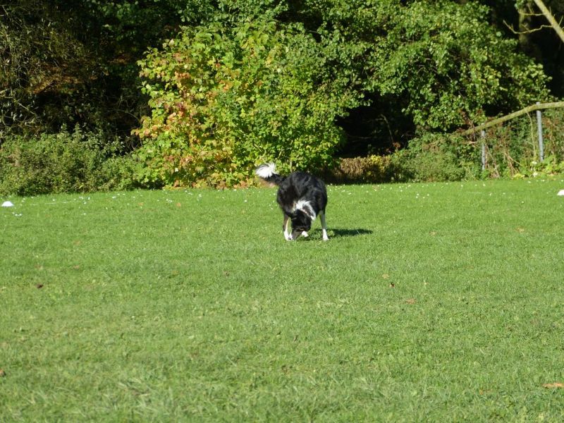 Obi-Prüfung Oktober 2017