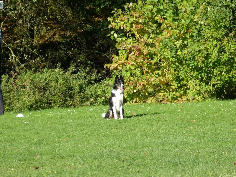Obi-Prüfung Oktober 2017