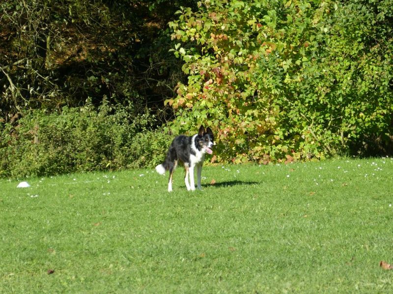 Obi-Prüfung Oktober 2017