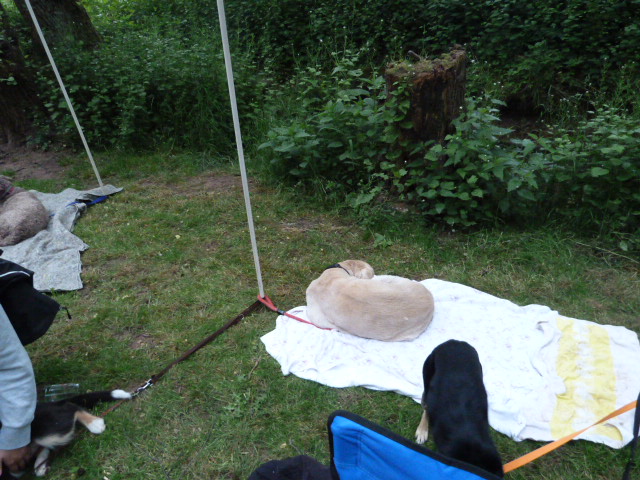 Pfingsttreffen 2015