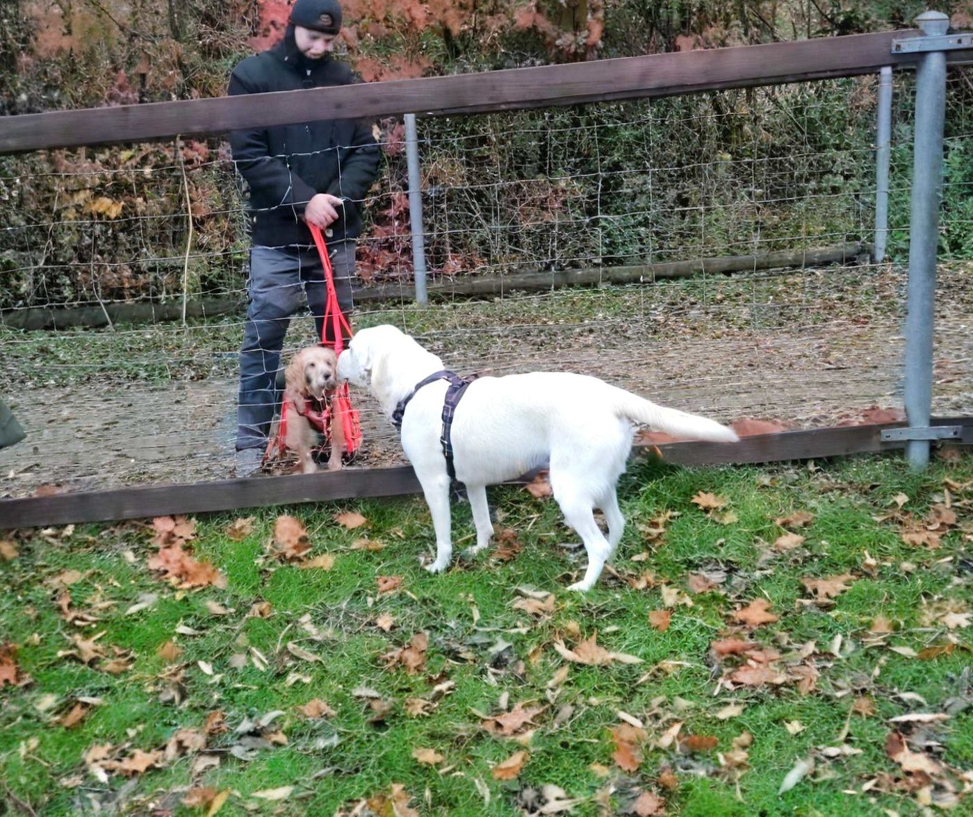 Seminar Hundebegegnungen