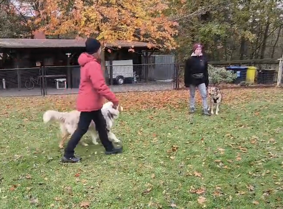 Seminar Hundebegegnungen