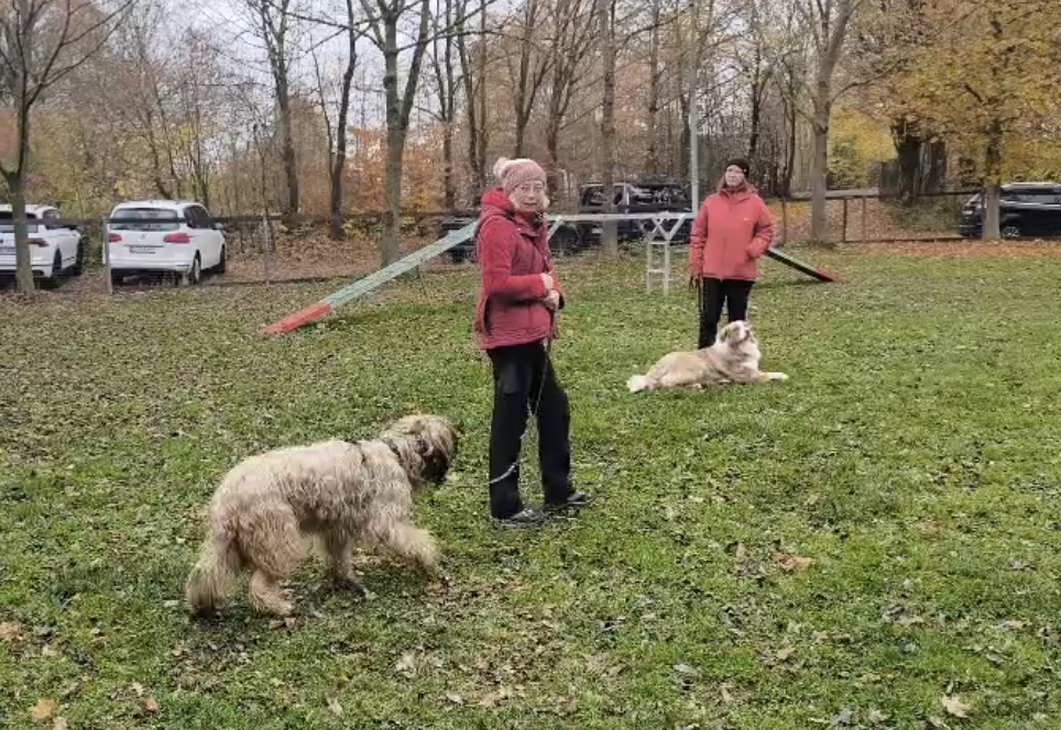 Seminar Hundebegegnungen