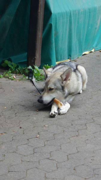 Sommerfest 2015