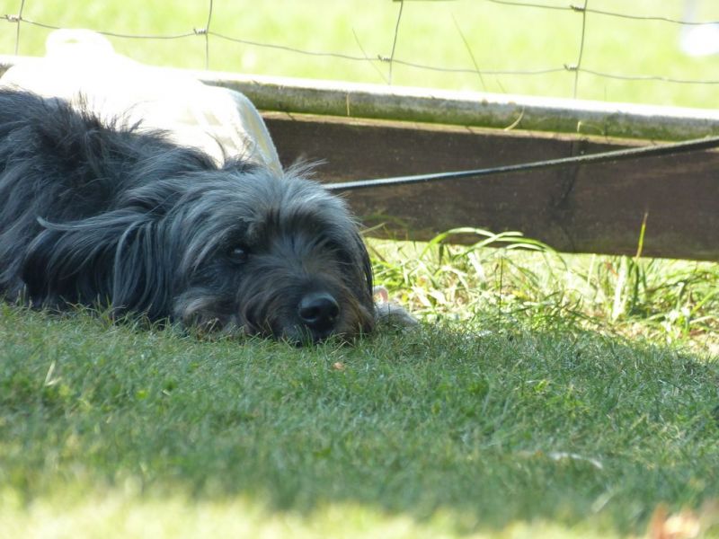 Sommerfest 2019