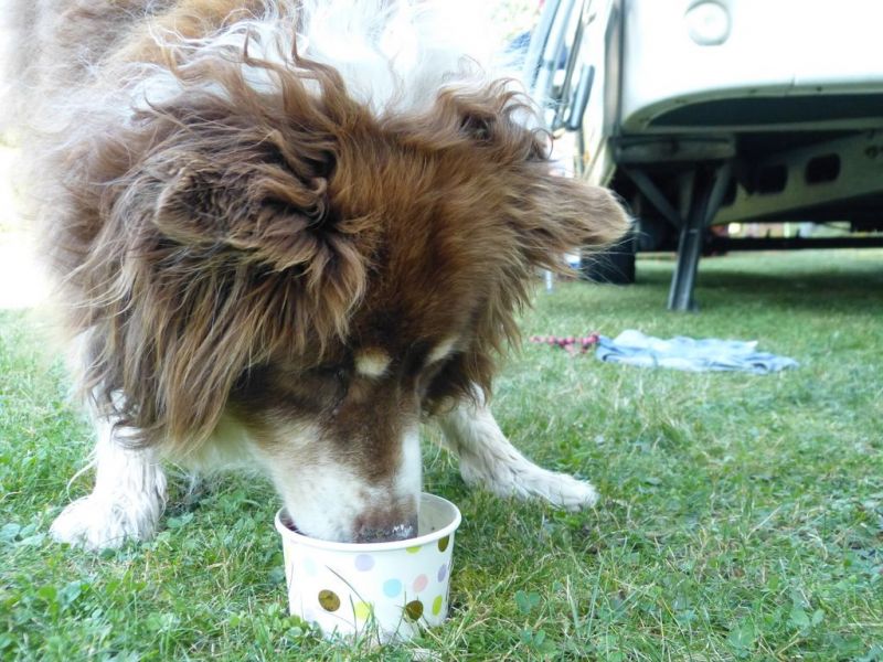 Sommerfest 2019