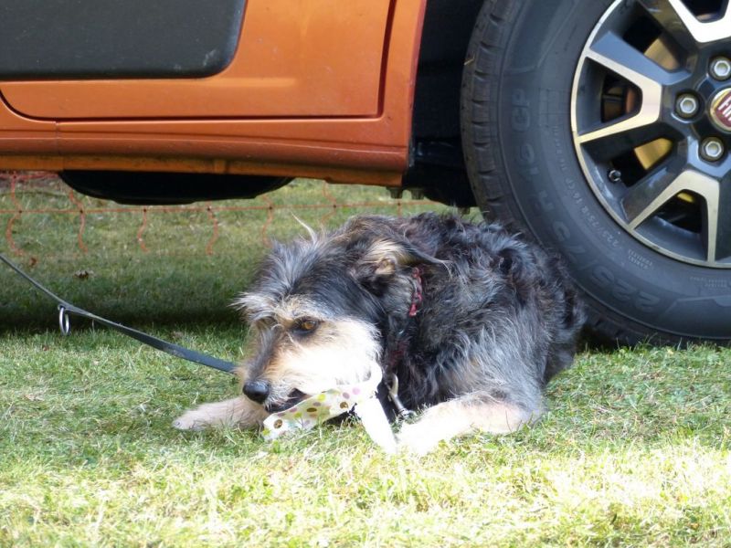 Sommerfest 2019