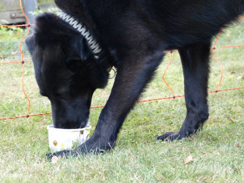 Sommerfest 2019