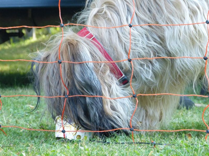 Sommerfest 2019